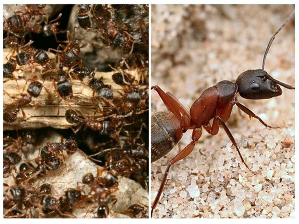 Виды муравьев: образ жизни и характеристика, описание