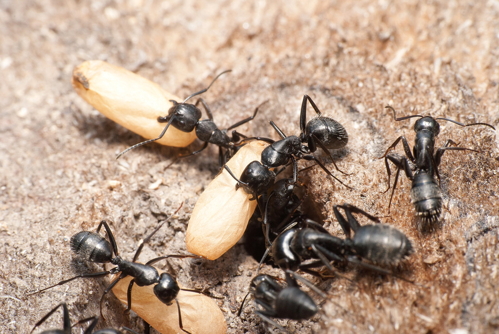 Чёрные муравьи древоточцы