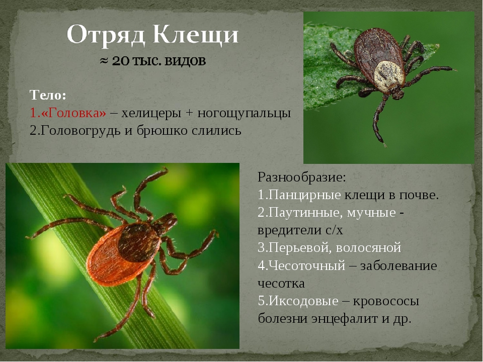 Особенности клещей. Класс паукообразные отряд клещи. Отряд клещи представители. Паукообразные представители клещи. Систематика клещей.