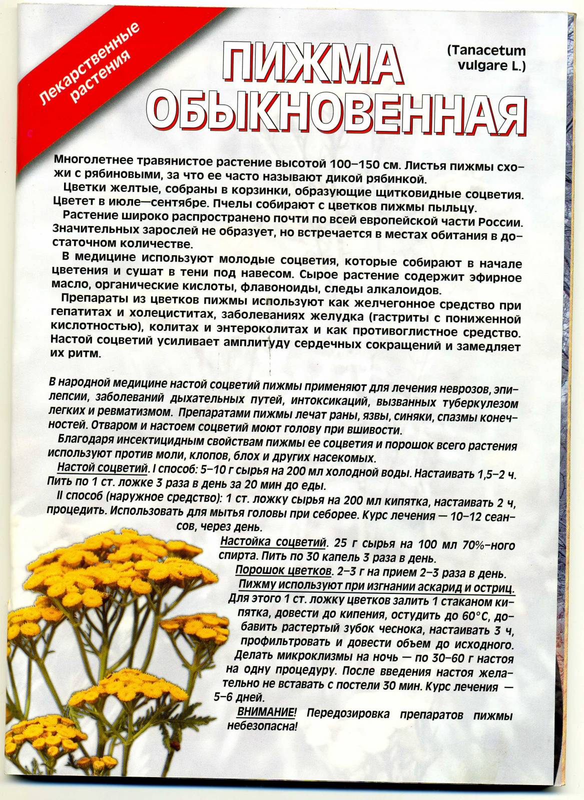 Пижма лечебные свойства. Целебные свойства пижмы. Пижма полезные св-ва. Пижма обыкновенная лечебные. Пижма обыкновенная народная медицина.