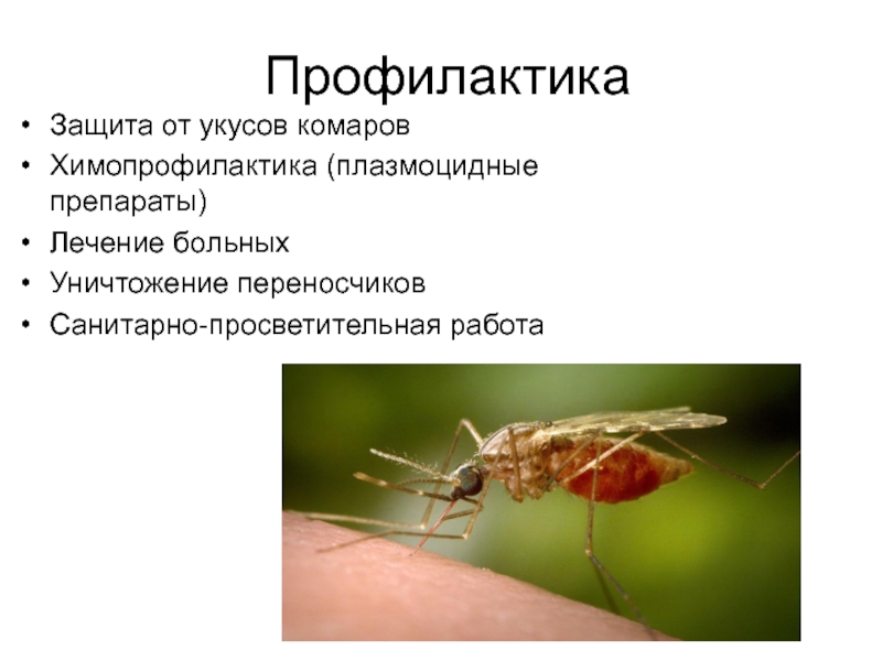 Аллергия на комариные укусы • аллергия и аллергические реакции