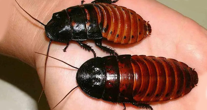 Тараканы прусаки и другие прозвища этих насекомых, почему их часто называют стасиками русский фермер