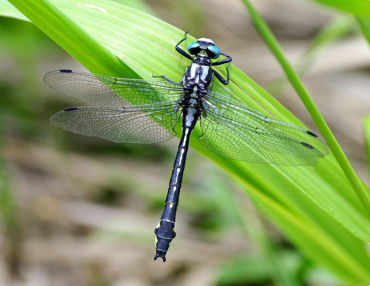 Стрекоза: 110 фото и видео полета красивого хищного насекомого