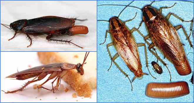 Как размножаются тараканы и можно ли повлиять на этот процесс