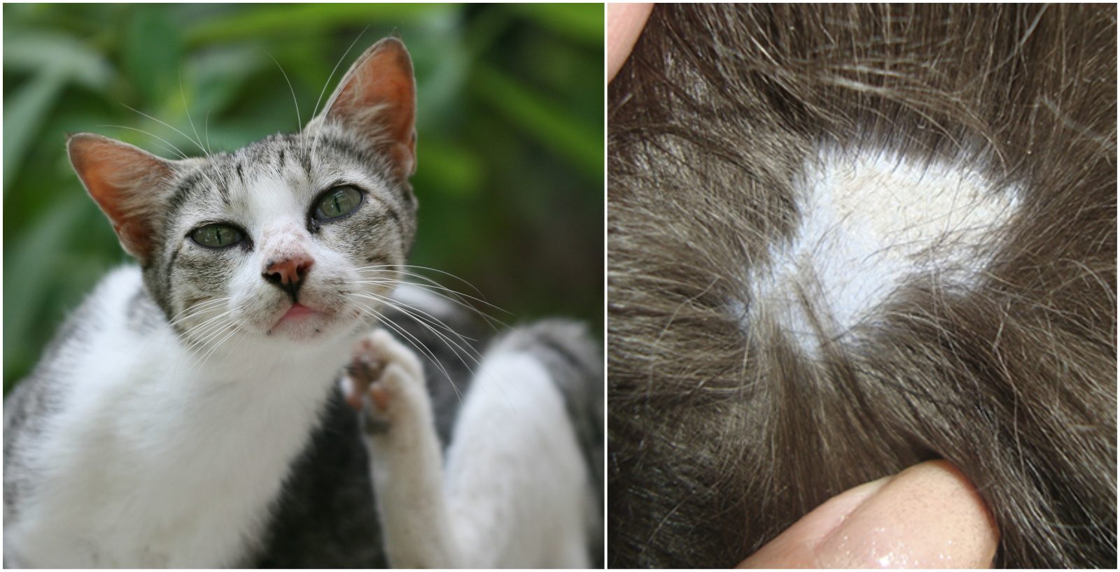 Кошачьи вши: симптомы заражения, опасность для человека