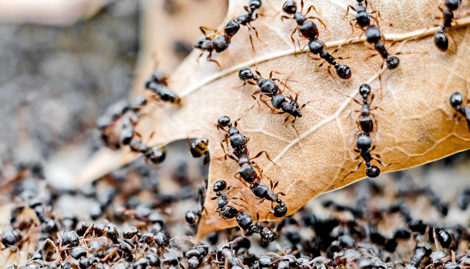 В небольшом муравейнике который. Муравьи фуражиры. Рой муравьев. Муравьи тетрамориум. Муравей тетрамориум caespitum.