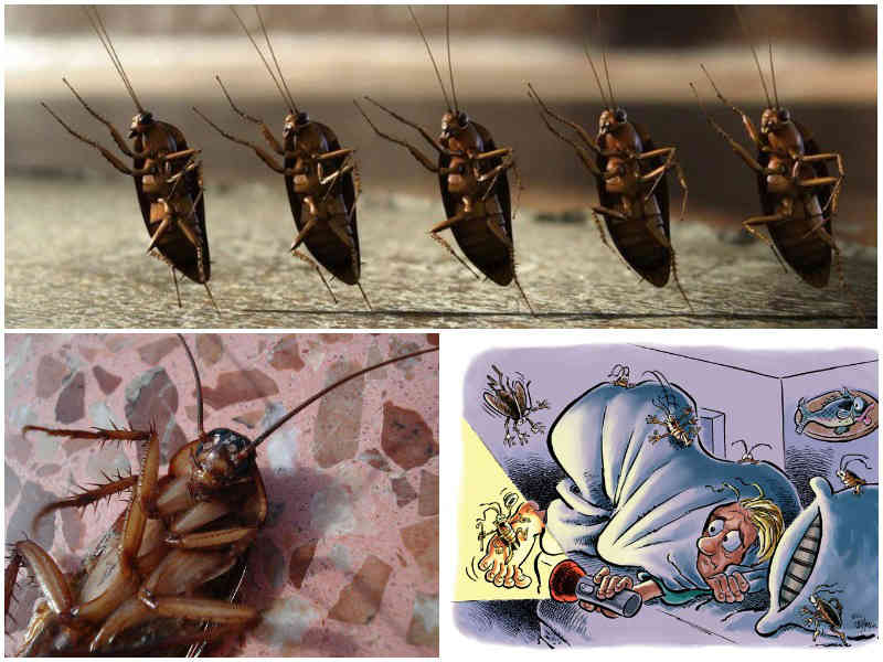 Куда ушли тараканы и почему они это сделали?