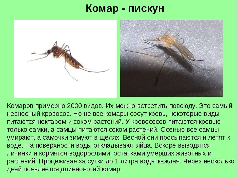 Комар обыкновенный: описание и внешний вид