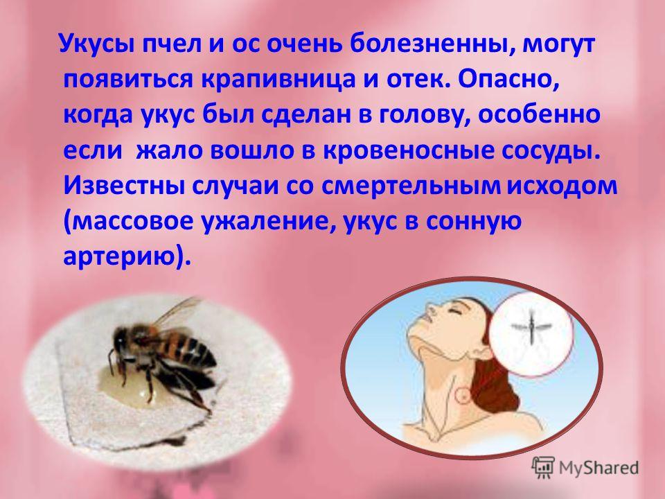 Укус паука: последствия и что делать при паучьем укусе