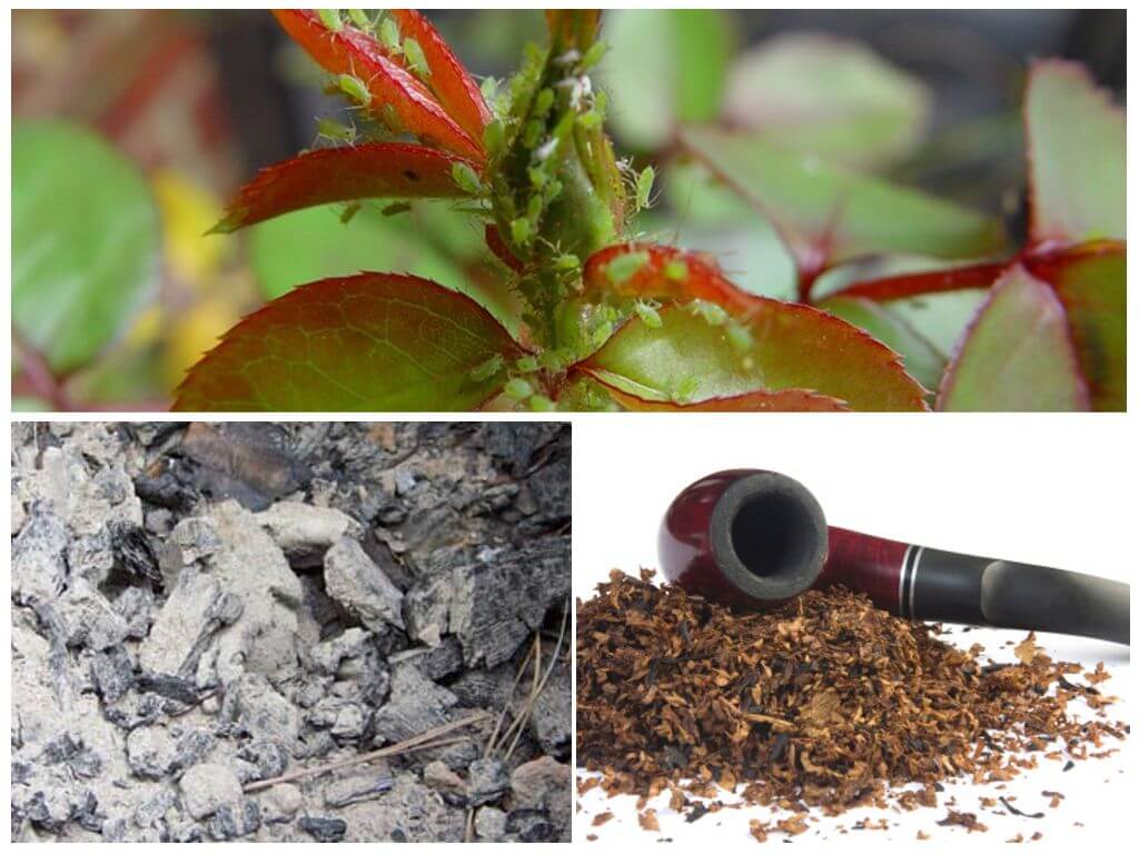 Табачная пыль применение в садоводстве от вредителей,от тли, луковой мухи