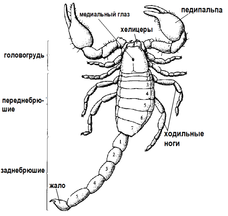 Строение скорпиона головогрудь. Внешнее строение скорпиона класс паукообразные. Императорский Скорпион строение. Строение скорпиона биология.