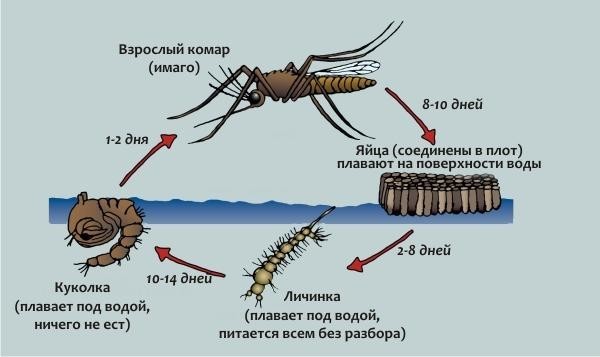 Стрекозы и их личинки: где они обитают, как питаются и живут в природе
