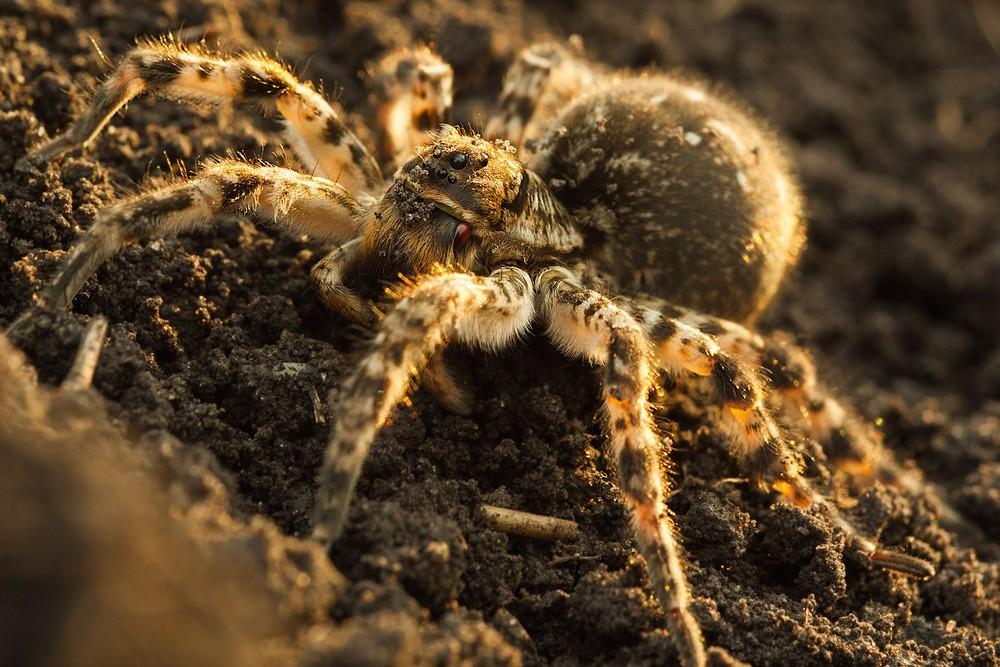 Паук мизгирь (южнорусский тарантул) – фото и описание