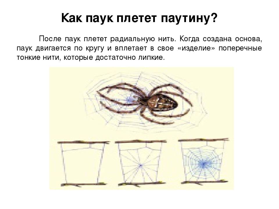 Как паук плетет паутину, детальное описание