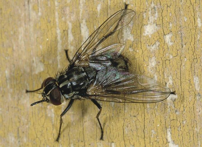Анатолий садчиков: кусачая муха - жигалка осенняя