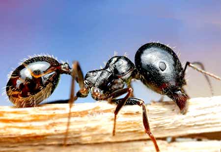 Сколько может поднять муравей. какой вес могут поднять муравьи? сколько весит матка