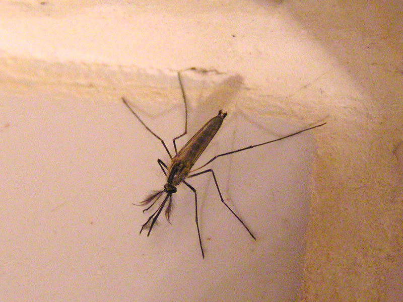 Самка и самец комара — особенности насекомых, места обитания, рацион, внешние характеристики и отличия