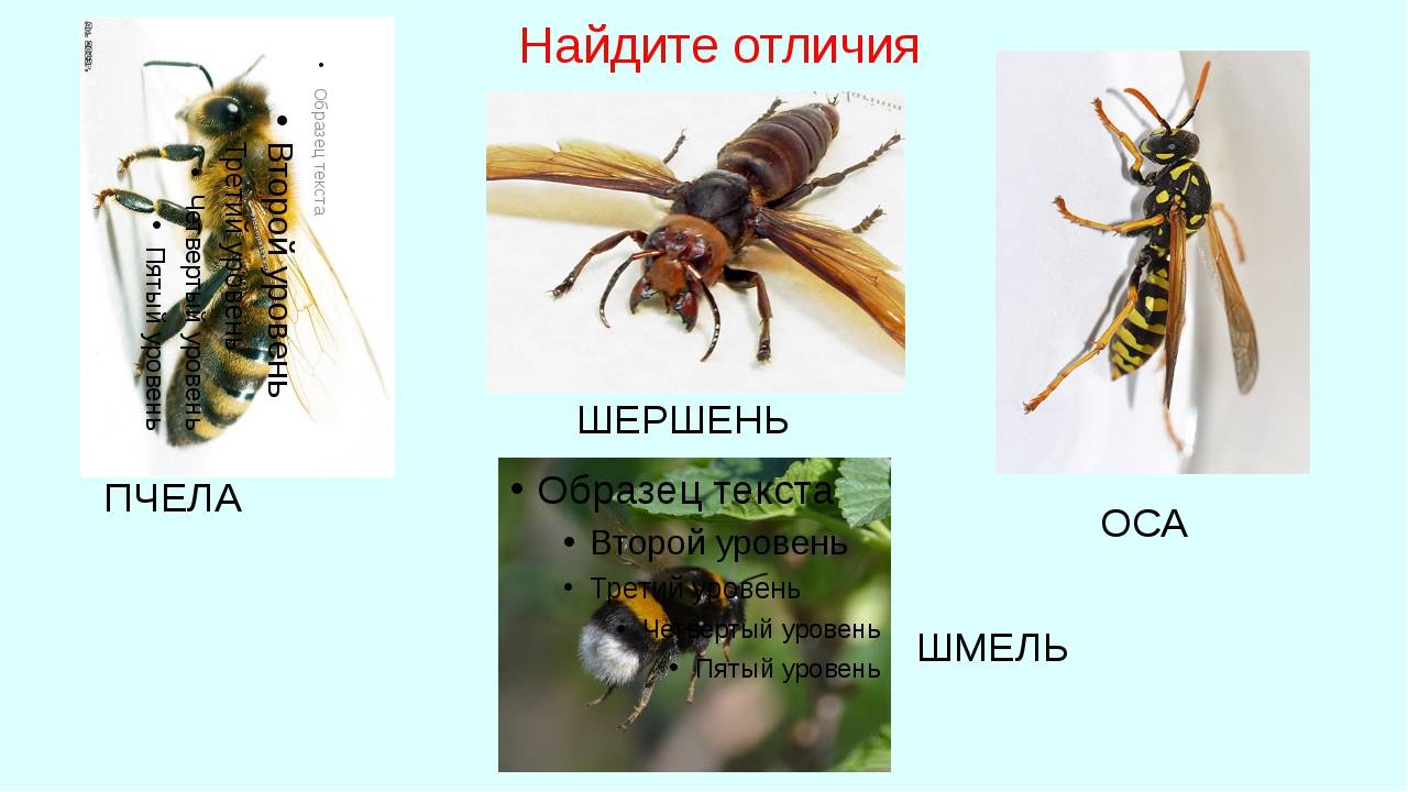 Чем отличаются оса, пчела, шмель, шершень. кто такой шершень обыкновенный: в чем отличие осы от шершня?