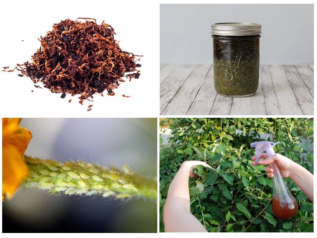 Табачная пыль: применение в садоводстве от вредителей и как удобрение, отзывы, как приготовить