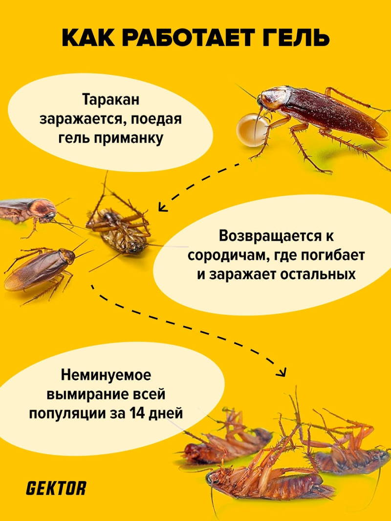 Гели от тараканов: обзор 12 эффективных гелей (отзывы)