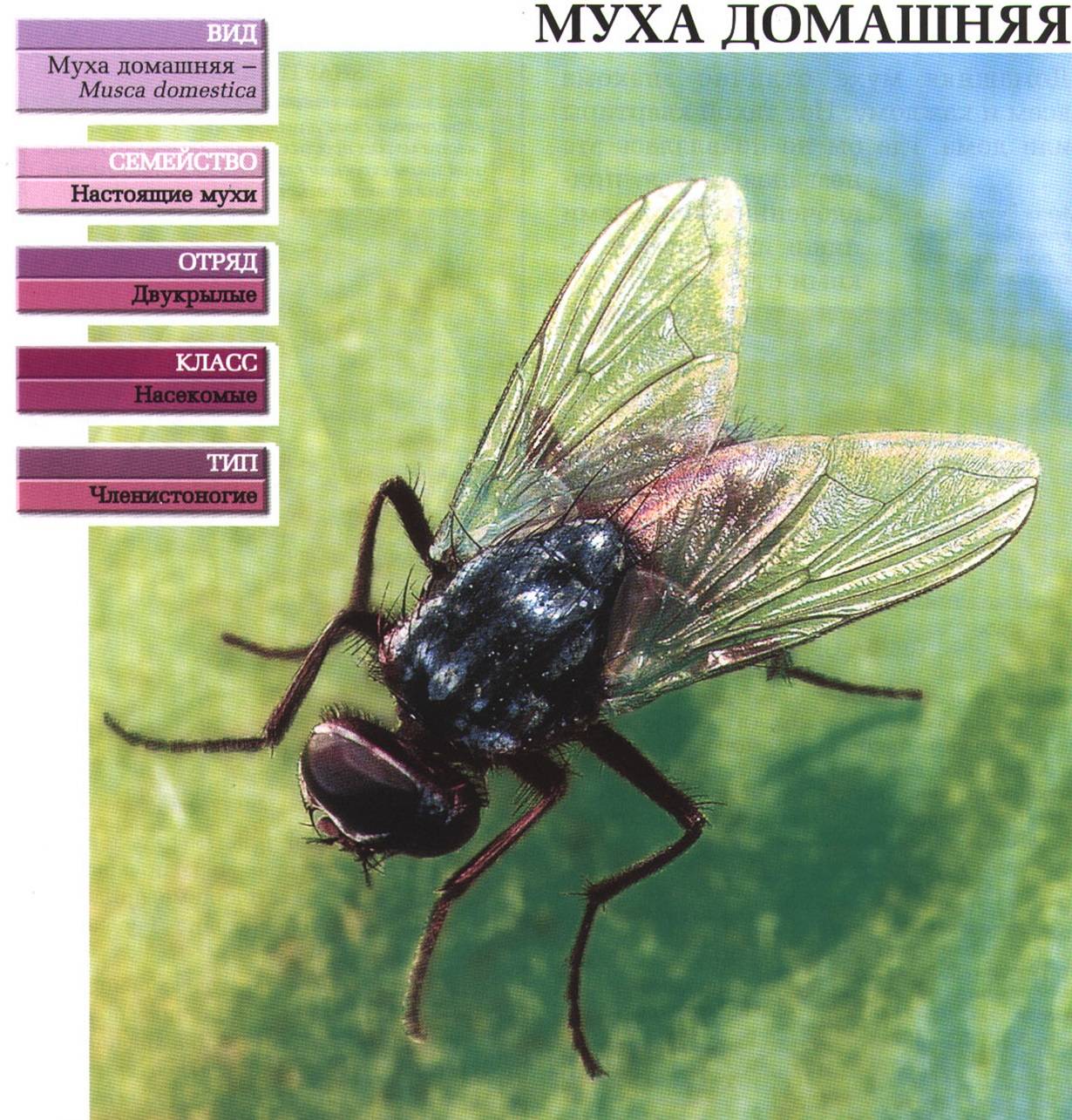 Описание и фото вольфартовой мухи