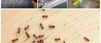 Мелкие муравьи на кухне - как избавиться и как предотвратить повторное появление