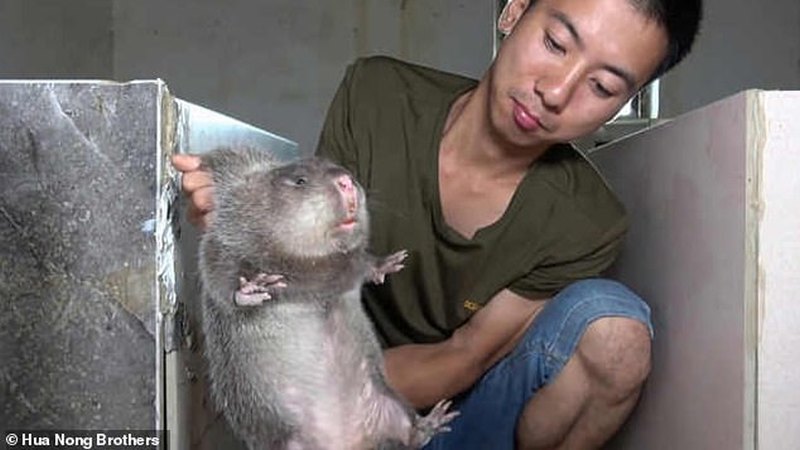 Описание самых больших крыс в мире: диких и домашних грызунов