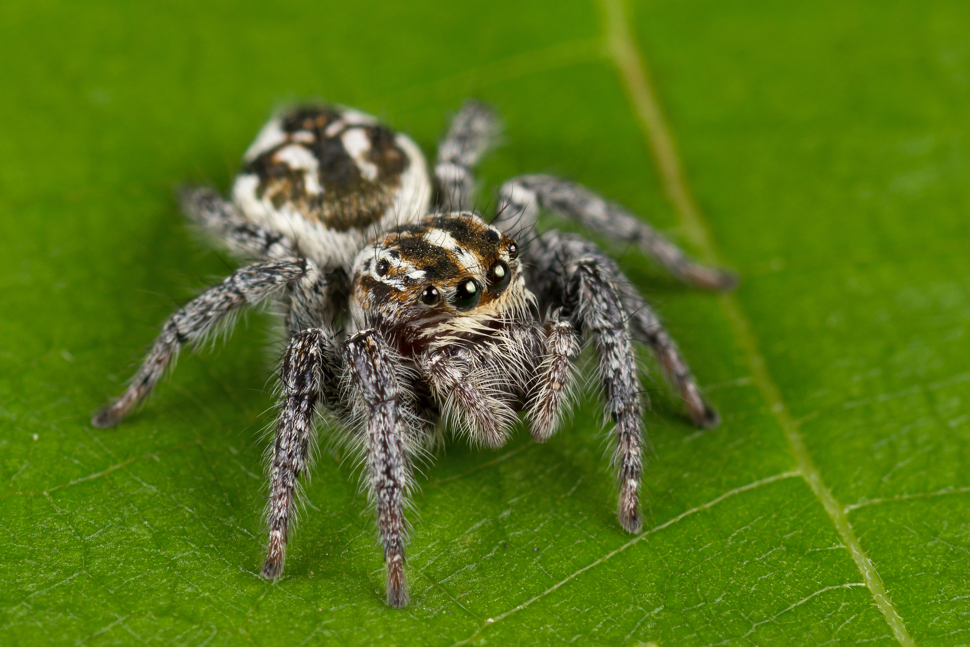 Паук скакун. образ жизни и среда обитания паука скакуна | животный мир