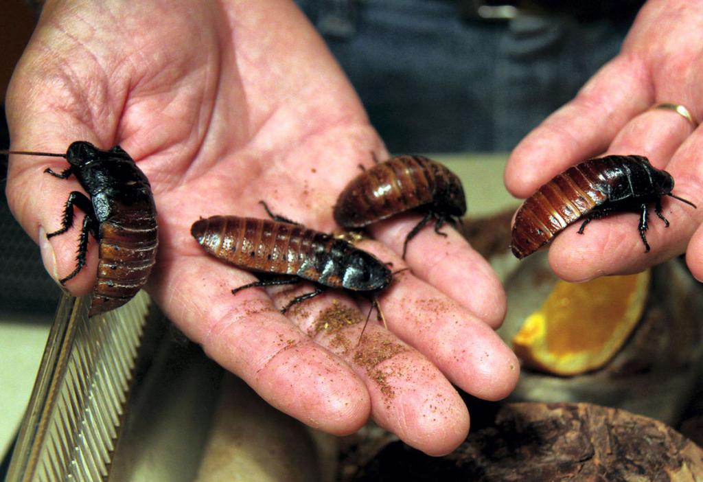 Мадагаскарский таракан шипящий - фото и описание