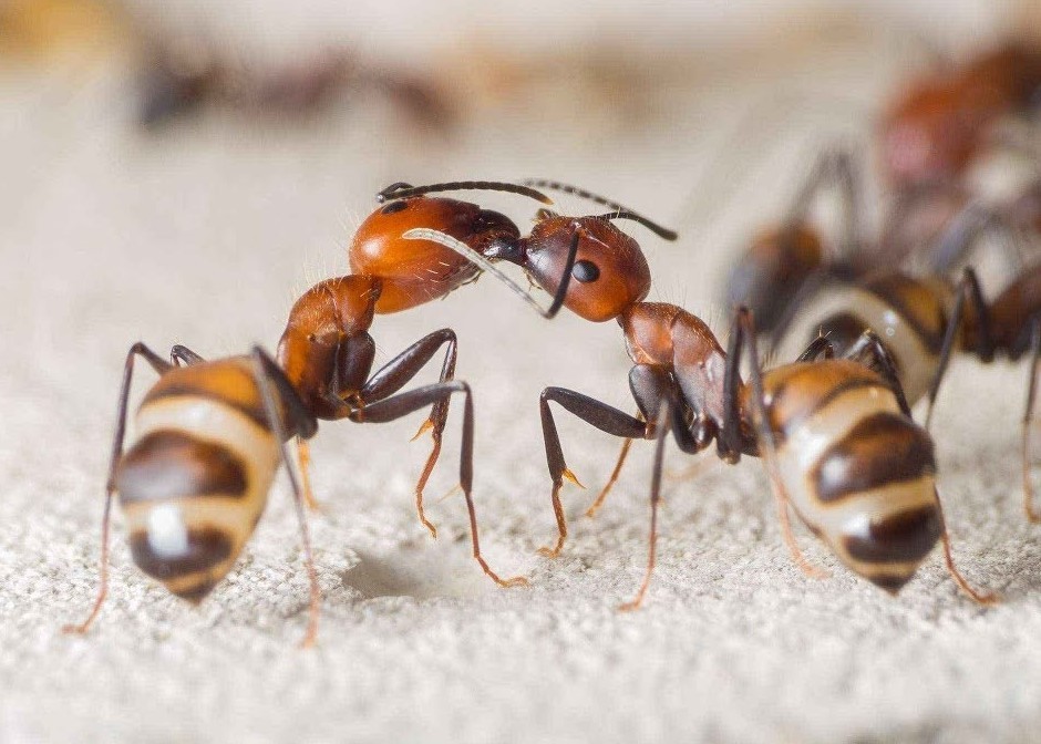 Разновидности муравьев россии и мира