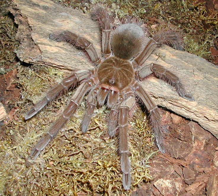 ​топ 12 самых больших  пауков  в мире — общенет
