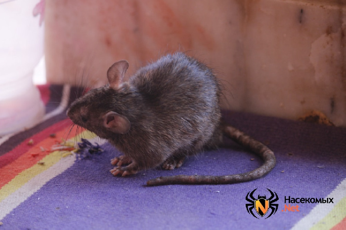 Какие болезни переносят крысы, какие инфекции может подхватить человек?