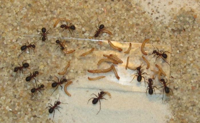 Как избавиться от рыжих муравьев в доме - самое эффективное средство