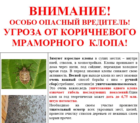 Мраморный клоп насекомое. описание, особенности, виды и способы борьбы с вредителем | живность.ру