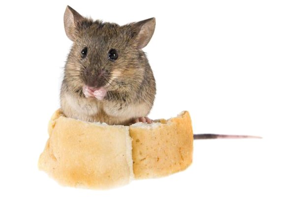 сколько проживет мышь без еды и воды. И сколько вообще они живут?