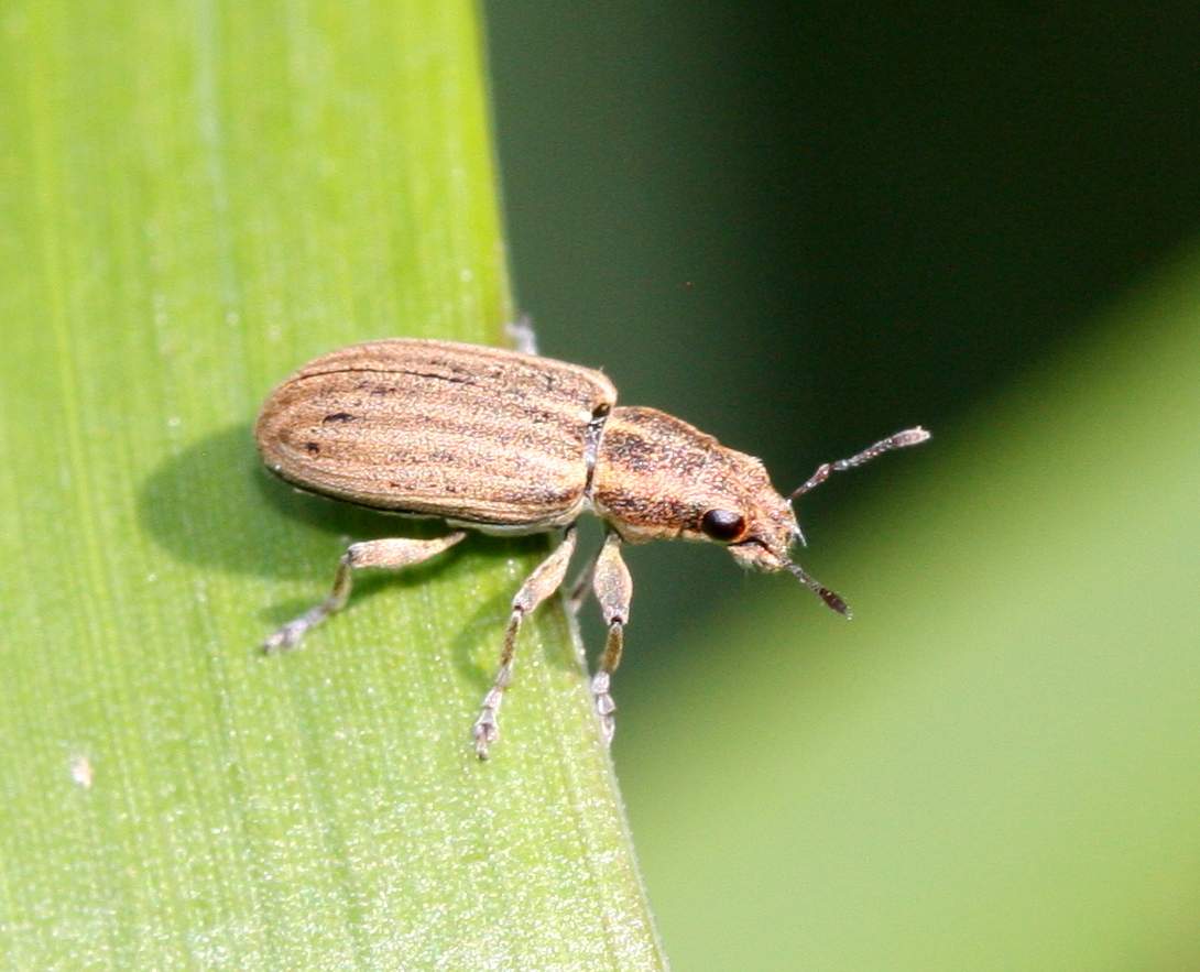 Вредители бобовых культур. Sitona lineatus. Полосатый клубеньковый долгоносик. Жук долгоносик вредитель. Жуки клубеньковые долгоносики.