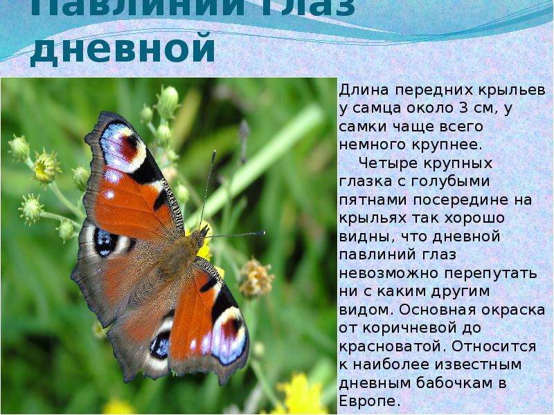 Павлиний глаз бабочка. образ жизни и среда обитания бабочки павлиний глаз