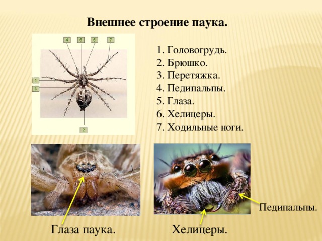 Сколько ног у паука, или почему он – не родня насекомым