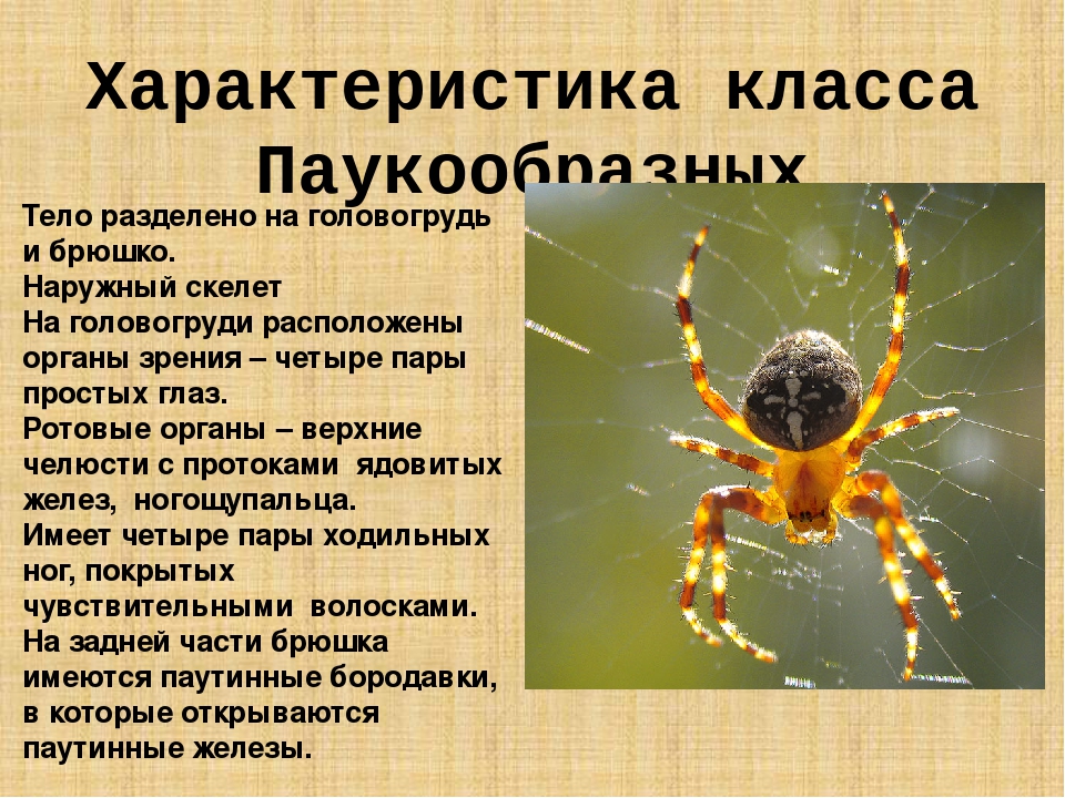 Паукообразные особенности. Представители паукообразных 7 класс биология. Представители 6 класс кратко паукообразные. Членистоногие биология 7 класс паукообразные. Пауки общая характеристика паукообразных.