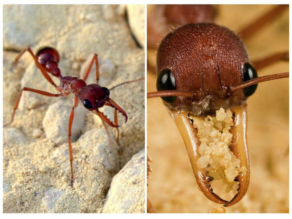 Сколько живет муравей, сколько у него лап, это насекомое или нет, строение муравья