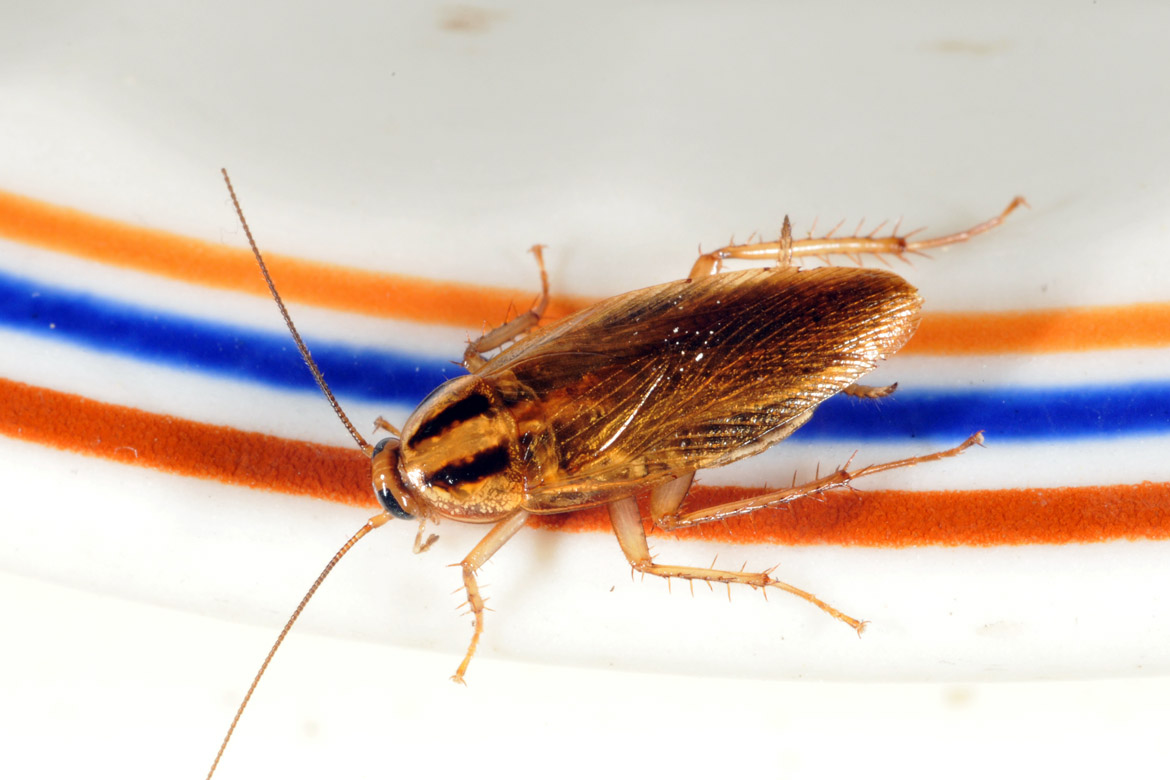 Тараканы стасики: почему так зовут вредителей и как они выглядят, можно ли избавиться от тараканов дома или какой вред от них и отзывы об этом
