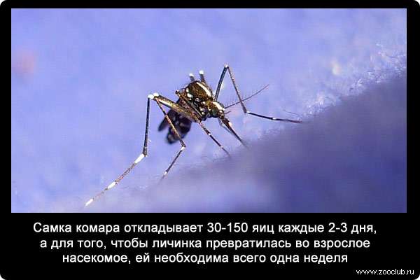 Комар – описание, чем питается, где обитает, размножение, фото. интересные факты о комарах, или за что уважать кровососа