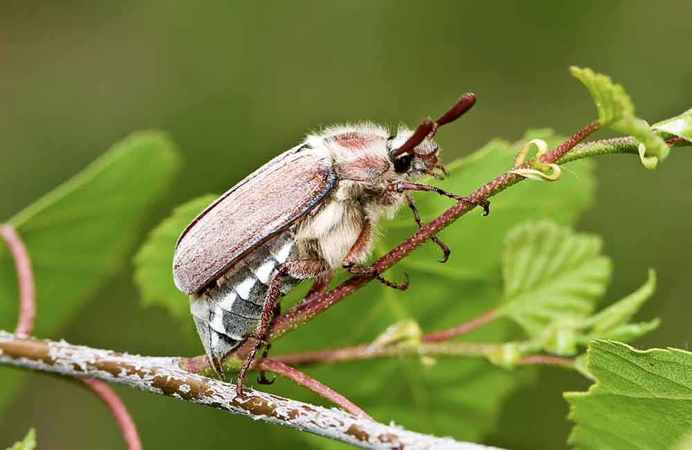 Бронзовка жук. образ жизни и среда обитания жука бронзовки