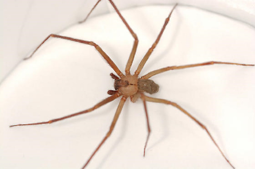 10 пауков, которых действительно стоит опасаться (10 фото)