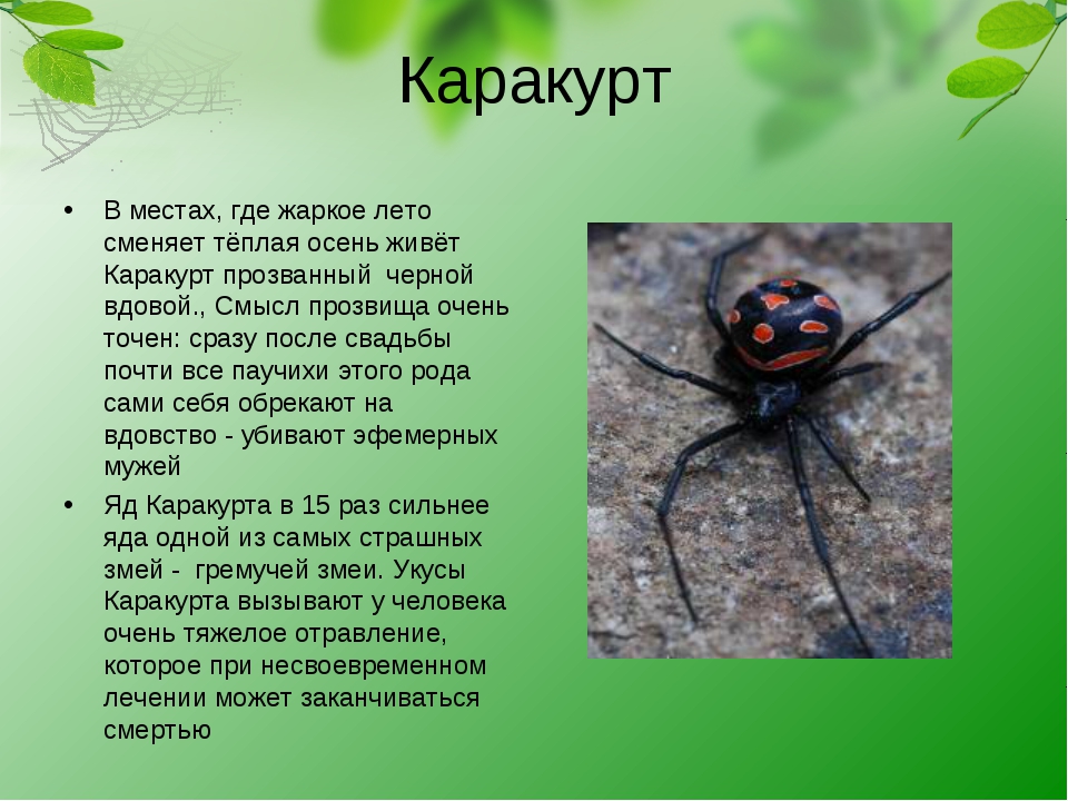 Подробное описание и фото паука каракурта – где обитает в россии и насколько опасен | дезинфекция, дезинсекция, дератизация - информационный портал