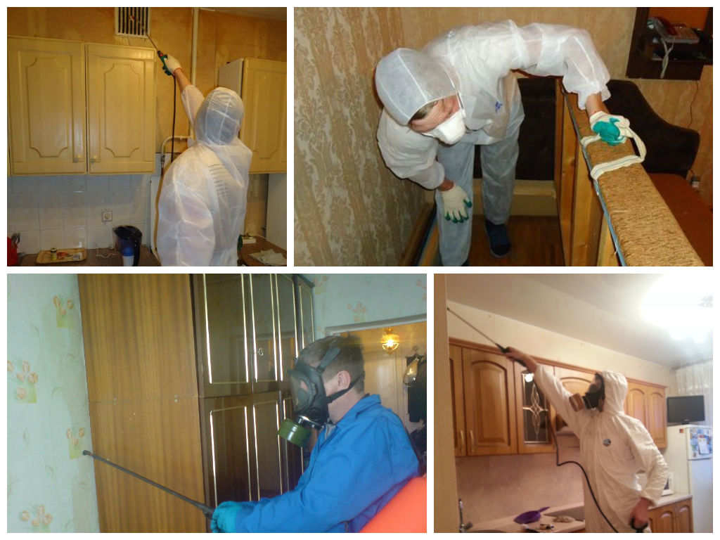 Уничтожение клопов в москве с гарантией: обработка квартиры, цена, отзывы