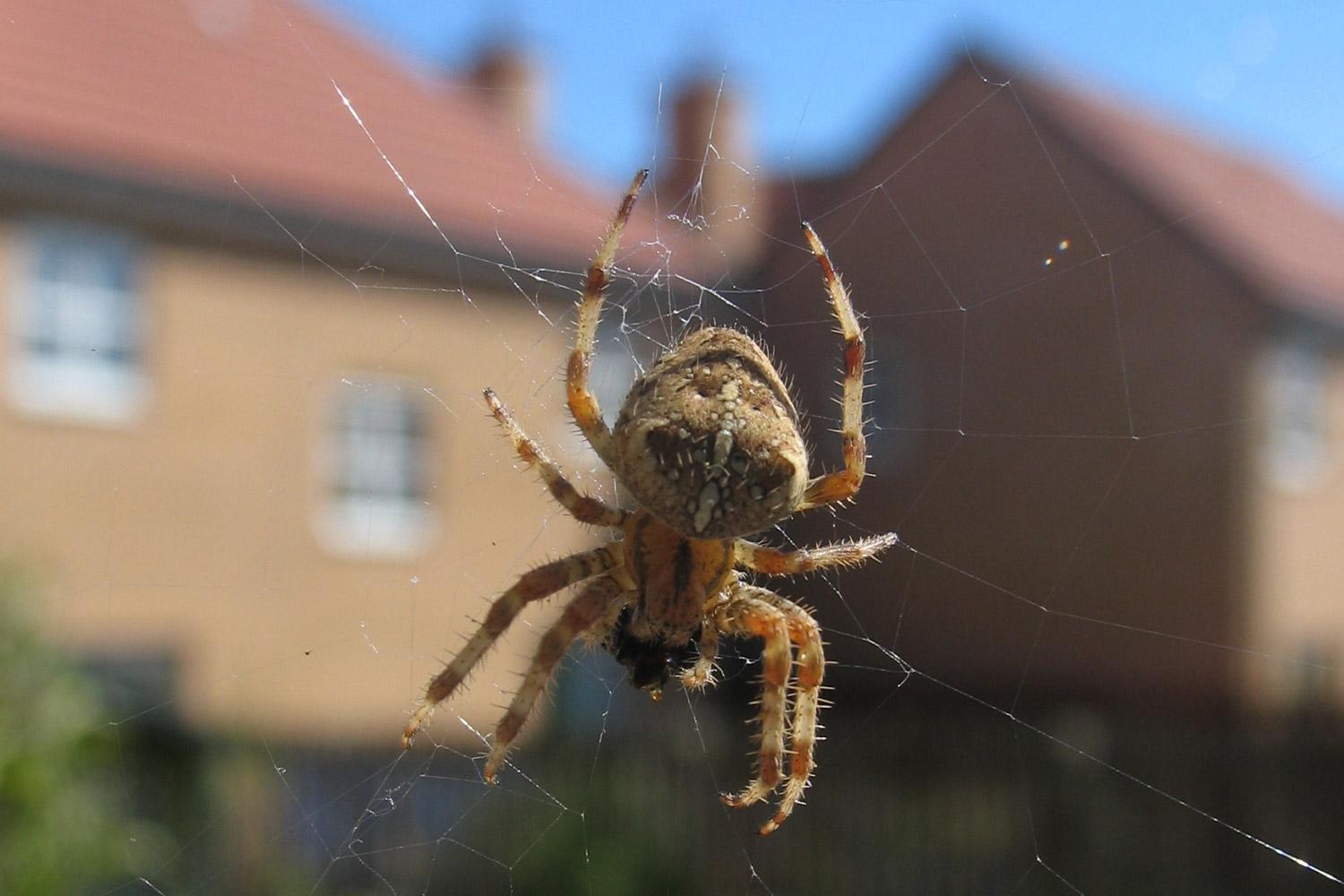 Как завести паука дома - основные тонкости и нюансы ухода за паукообразными