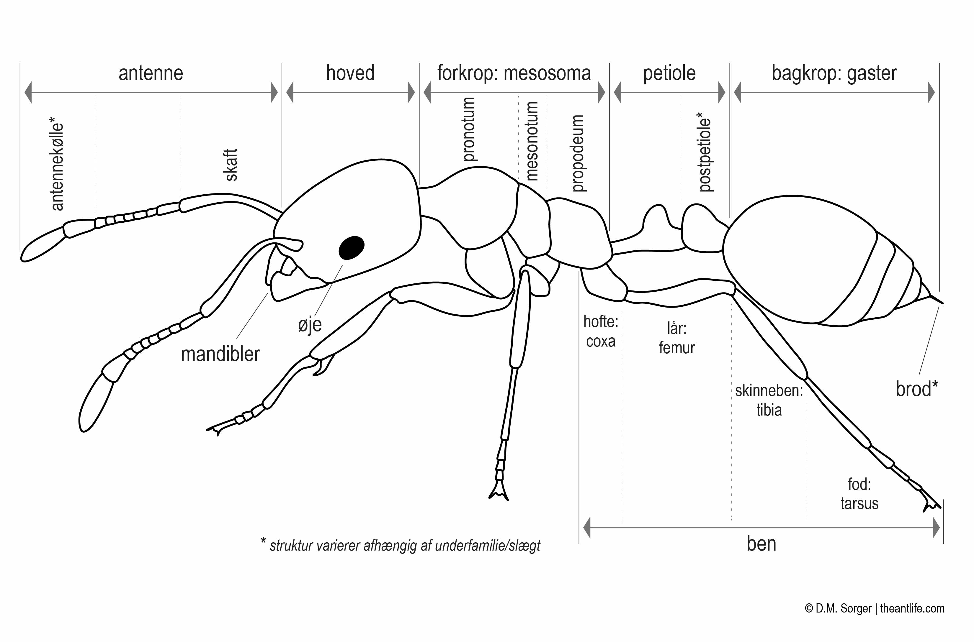 Сколько ног у муравья и паука?