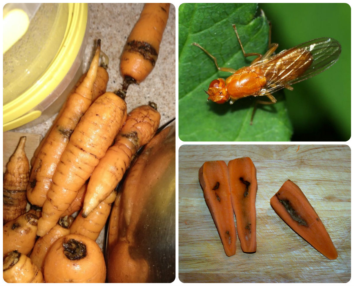 Морковная муха: как с ней бороться на грядке, как уберечь морковь народными средствами, внешний вид и фото вредителя русский фермер