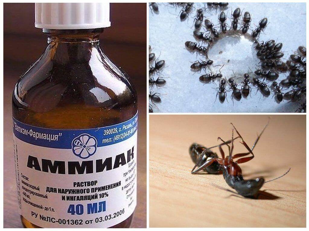 Как использовать аммиак против тараканов